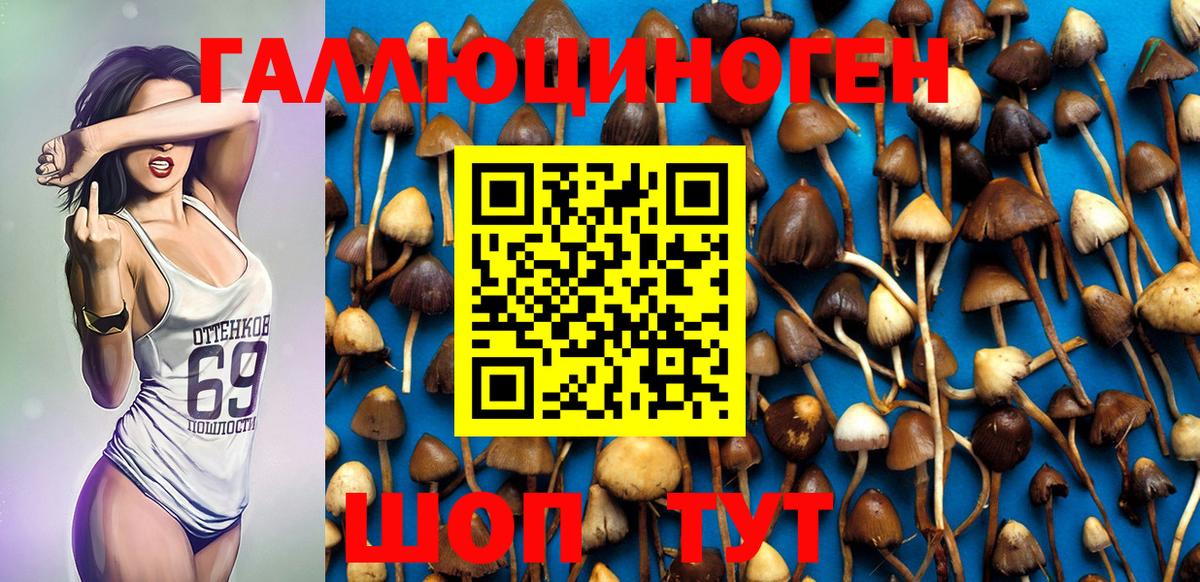 Галлюциногенные грибы Psilocybine cubensis Сосновоборск